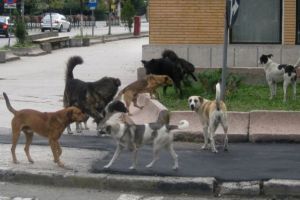 Peste 4.500 de câini vagabonzi terorizează Râmnicu Vâlcea