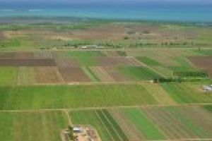 Brailenii isi vand terenul agricol / In 2017 Braila s-a clasat pe pozitia a patru in ceea ce priveste tranzactiile cu terenuri agricole