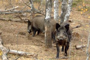 S-a constituit Grupul Local de Experţi în Vânat şi Vânătoare. Ce va face GLE Bistriţa-Năsăud