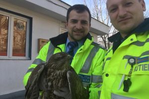 Pasare protejata salvata de politistii timiseni care patruleaza pe autostrada