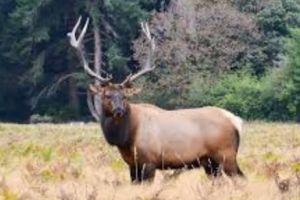 Boala CERBULUI ZOMBIE se poate transmite şi la OM precum boala VACII NEBUNE