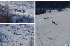 Foto/Imagini spectaculoase cu animale sălbatice în căutare de hrană, surprinse la înălţimi mari în pădurile de pe raza judeţului Alba