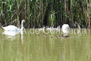 Irina Lucia Mihalca - Scrisoare in rosu asfintit
