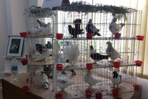 Expoziţie columbofilă la Rădăuţi