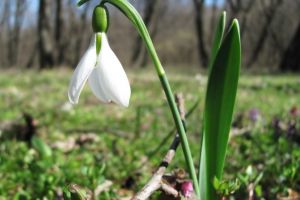 Puseu de primăvară: Cum va fi vremea în următoarele zile