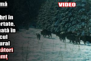 Turmă de zimbri în libertate, filmată în Parcul Natural Vânători-Neamţ