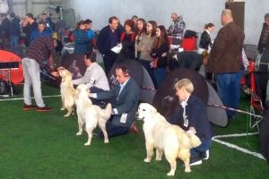 Cel mai frumos caine din Romania este anuntat la Timisoara