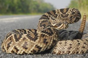 Cum a scăpat cu viaţă o fetiţă de cinci ani MUŞCATĂ de un ŞARPE cu CLOPOŢEI