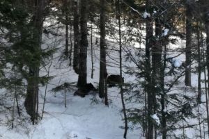 VIDEO Doi urşi, goniţi de pe pârtie la Predeal cu petarde