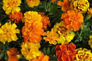 Tratament cu crăiţe pentru tumori maligne şi benigne