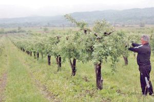 Măsuri de finanţare pentru actuali sau viitori fermieri: Agricultura oferă perspective