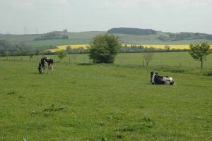 Schimbare la subvenţia pentru păşuni: Amenajamentele pastorale, obligatorii doar din 2019