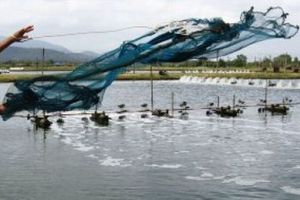 Sprijin financiar de până la 4 milioane de euro/proiect pentru investiţii productive în acvacultură. Cererile se pot depune până în 20 martie