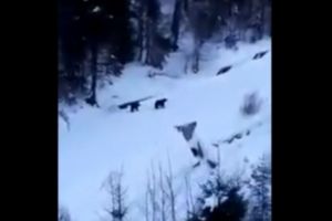Salvamontul avertizează: Sunt urşi pe pârtia Clăbucet din Predeal VIDEO