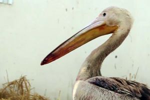 VIDEO Un pelican este cel mai nou locatar de la Zoo Galaţi
