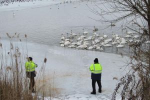 Primăria Fălticeni hrăneşte lebedele care iernează pe iazurile din municipiu