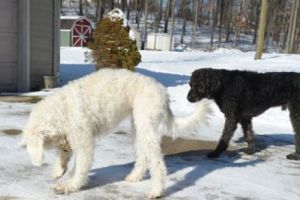 Impresionant! Adam şi Eva au salvat o bătrână de la îngheţ