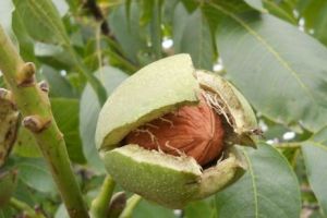 Judecători germani: NUCILE au voie să cadă din NUCI