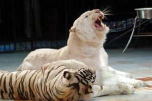 Tigroaicele de la Circul Globus au ajuns la Zoo Galaţi