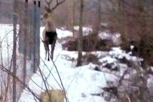 Cerb împuşcat de paznicul de vânătoare