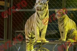 Doi tigri siberieni de la Circul Globus au ajuns la ZOO Gârboavele