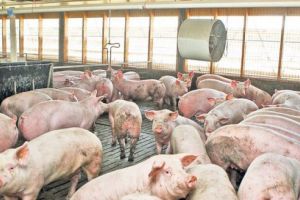 Pesta porcină africană, motiv de îngrijorare pentru autorităţi. Au început controalele în târgurile de animale din judeţ