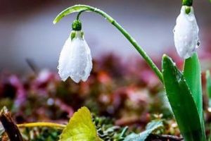 VREME DE PRIMĂVARĂ în IANUARIE. Peste 15 GRADE CELSIUS