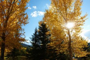 PROGNOZA METEO. Vreme anormal de caldă. Se anunţă temperaturi de 15 grade