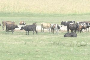 Feriţi animalele de ger şi zăpadă!