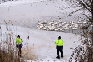 Primăria Fălticeni asigură hrană pentru lebedele şi raţele care iernează pe iazurile din ...