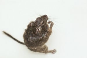 Un şoricel care se ”spală ca un om” a cucerit internetul. VIDEO