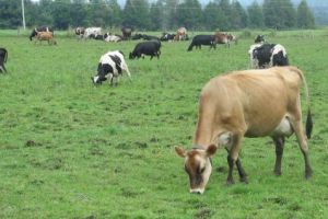 Amenajamentul pastoral, obligatoriu din 2019