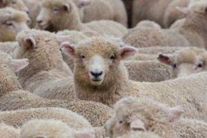 Ciobanii trebuie să-şi tatueze oile!