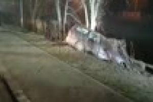 Un şofer a sărit cu maşina de pe drum, la Cluj Arena. S-a oprit în copaci - VIDEO