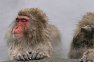 Scandal NOU în industria AUTO. De ce au chinuit 10 MAIMUŢE