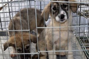 Două căţeluşe surori îşi caută părinţi adoptivi