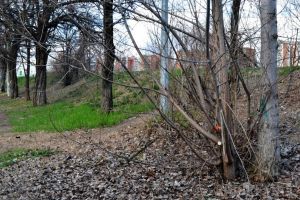 Mintea de pe urmă: Primăria Oradea a sistat tăierile de arbori până la noi ordine (FOTO)