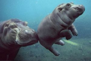 3,5 tone de fildeş de hipopotam vândute în Tanzania 
