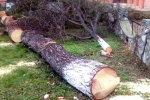 Centrul unei localităţi, „BĂRBIERIT” ILEGAL de PRIMĂRIE! Zeci de arbori şi arbuşti, de pe 2 hectare, PUŞI LA PĂMÂNT (GALERIE FOTO)