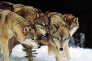 Efectivele mari de lupi cresc pericolul de răspândire a pestei porcine africane