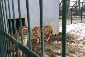 Doi tigri siberieni s-au „mutat” la Rădăuţi