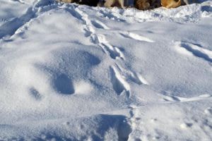 Câini fără stăpân, abandonaţi în Moara pe timp de noapte