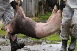 Atenţie, pestă porcină africană! DSVSA Bihor anunţă un program amplu de măsuri preventive şi de control