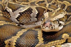 PRADĂ MORTALĂ. Un bărbat a fost ASFIXIAT pe MOTOCICLETĂ de un PITON gigantic