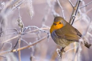 PROGNOZA METEO FEBRUARIE 2018: Cum va fi vremea în ultima lună de iarnă. Unde mai lovesc ninsorile