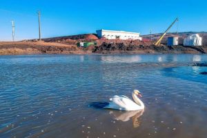 FOTO-VIDEO: Apariţie inedită, pe râul Sebeş. Lebăda care ”supraveghează” lucrările la viitorul pod al autostrăzii Sebeş-Turda