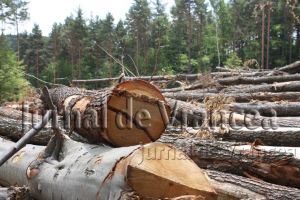 Ziua şi infracţiunea! Ce au găsit poliţiştii în urma controalelor la tăietorii de lemne