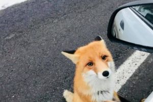 După urşi, au apărut şi vulpi cerşetoare