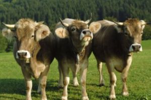 Pensionarul PERVERS, surprins MASTURBÂNDU-SE în timp ce AGRESA vacile de la o fermă! Pedeapsa neaşteptată pe care a primit-o