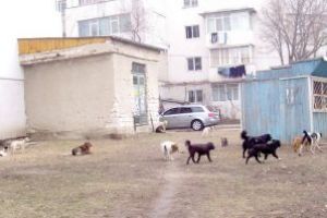 Seelen Für Seelchen, la raport: Bârladul, mai “sărac” cu 719 maidanezi!